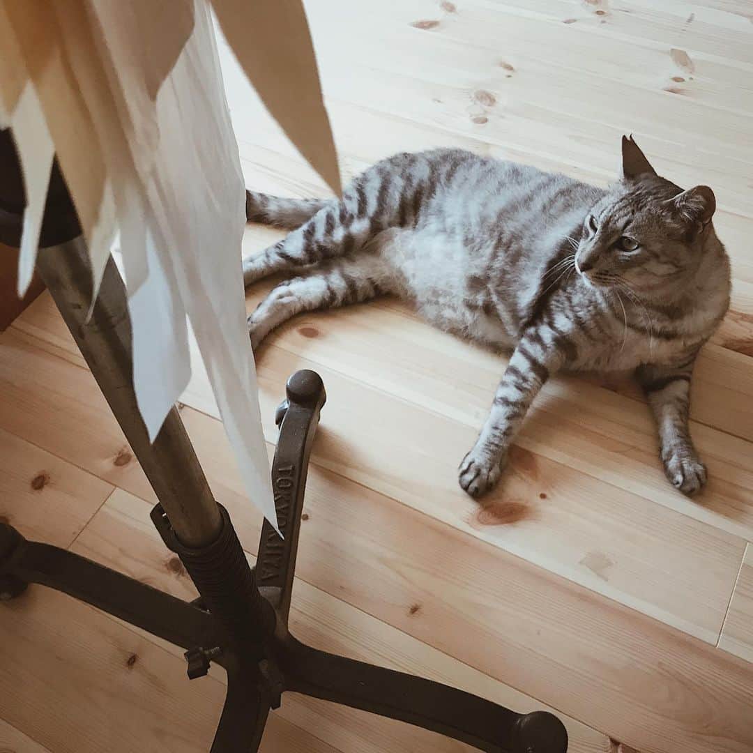 Yuiのインスタグラム：「. 最近のカメラロールを 猫が席巻していることは 言うまでもありませんが 夏休みの甥と娘も負けてはいません。 つまり小さきものの仰せのまま アスレチックコースに付き添い 全身筋肉痛になりながらも 猫のおやつを買いに行かなければなりません。 #うちのねこではない」