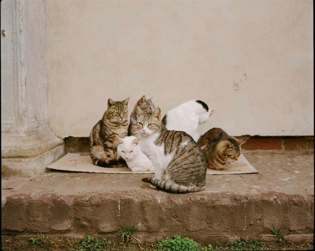 Kisshomaru S.さんのインスタグラム写真 - (Kisshomaru S.Instagram)「cats (Milan, 2019)」8月25日 21時54分 - kisshomaru