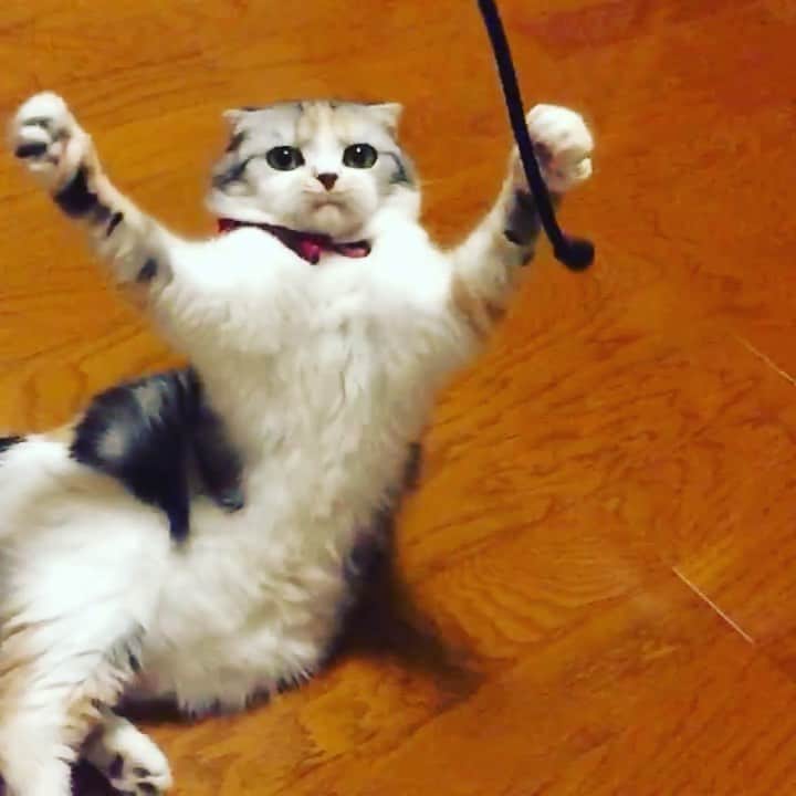 takegaeruのインスタグラム：「はしゃぐまりんの表情ホント好き😽❤️ おやすみにゃさい♬ #goodnight  #cat #scottishfold #猫 #スコティッシュフォールド #三毛スコ友の会」