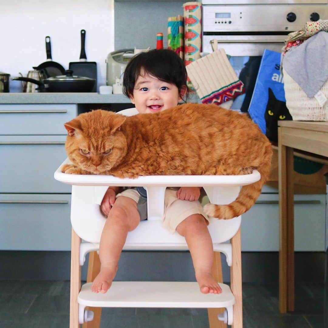 ギネス & ピムスさんのインスタグラム写真 - (ギネス & ピムスInstagram)「25/08/2019 Happy Sunday! ・ Pimms😺 says, I’m ready & waiting for dinner. Nagi👶 says, Pimms, you’ve already eaten. It’s my turn! ・ Enjoy the rest of your weekend! ・ ・ 凪くんの離乳食タイムを邪魔する巨猫。 最近離乳食を与える場所を バンボからハイチェアにチェンジしたので、 必然的にピム丸も移動。笑 それにしても大きすぎないか？ ピム丸よ。 それでは引き続き素敵な週末を♬ ・ ・ #ピムスくん #ギネピムと凪くん  #babyboy #男の子ベビー #赤ちゃんのいる生活 #赤ちゃんのいる暮らし #赤ちゃんと猫 #猫と赤ちゃん #生後8ヶ月 #8monthsold #stokke #離乳食」8月25日 22時42分 - rina_takei