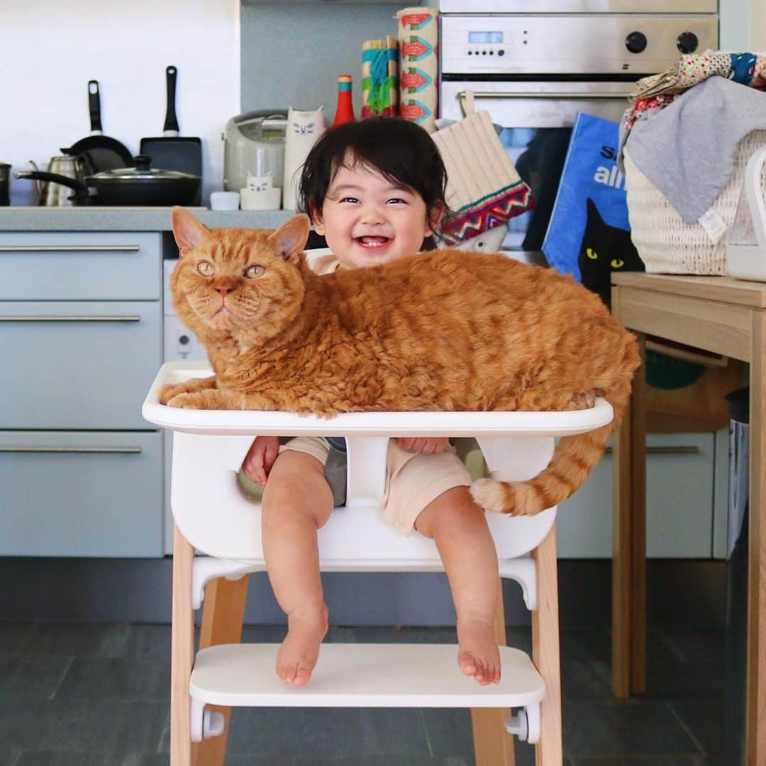 ギネス & ピムスさんのインスタグラム写真 - (ギネス & ピムスInstagram)「25/08/2019 Happy Sunday! ・ Pimms😺 says, I’m ready & waiting for dinner. Nagi👶 says, Pimms, you’ve already eaten. It’s my turn! ・ Enjoy the rest of your weekend! ・ ・ 凪くんの離乳食タイムを邪魔する巨猫。 最近離乳食を与える場所を バンボからハイチェアにチェンジしたので、 必然的にピム丸も移動。笑 それにしても大きすぎないか？ ピム丸よ。 それでは引き続き素敵な週末を♬ ・ ・ #ピムスくん #ギネピムと凪くん  #babyboy #男の子ベビー #赤ちゃんのいる生活 #赤ちゃんのいる暮らし #赤ちゃんと猫 #猫と赤ちゃん #生後8ヶ月 #8monthsold #stokke #離乳食」8月25日 22時42分 - rina_takei