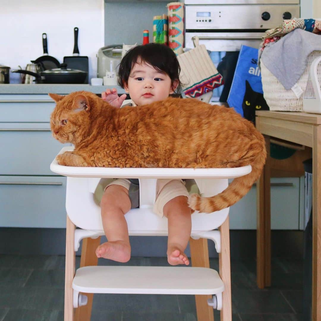 ギネス & ピムスさんのインスタグラム写真 - (ギネス & ピムスInstagram)「25/08/2019 Happy Sunday! ・ Pimms😺 says, I’m ready & waiting for dinner. Nagi👶 says, Pimms, you’ve already eaten. It’s my turn! ・ Enjoy the rest of your weekend! ・ ・ 凪くんの離乳食タイムを邪魔する巨猫。 最近離乳食を与える場所を バンボからハイチェアにチェンジしたので、 必然的にピム丸も移動。笑 それにしても大きすぎないか？ ピム丸よ。 それでは引き続き素敵な週末を♬ ・ ・ #ピムスくん #ギネピムと凪くん  #babyboy #男の子ベビー #赤ちゃんのいる生活 #赤ちゃんのいる暮らし #赤ちゃんと猫 #猫と赤ちゃん #生後8ヶ月 #8monthsold #stokke #離乳食」8月25日 22時42分 - rina_takei