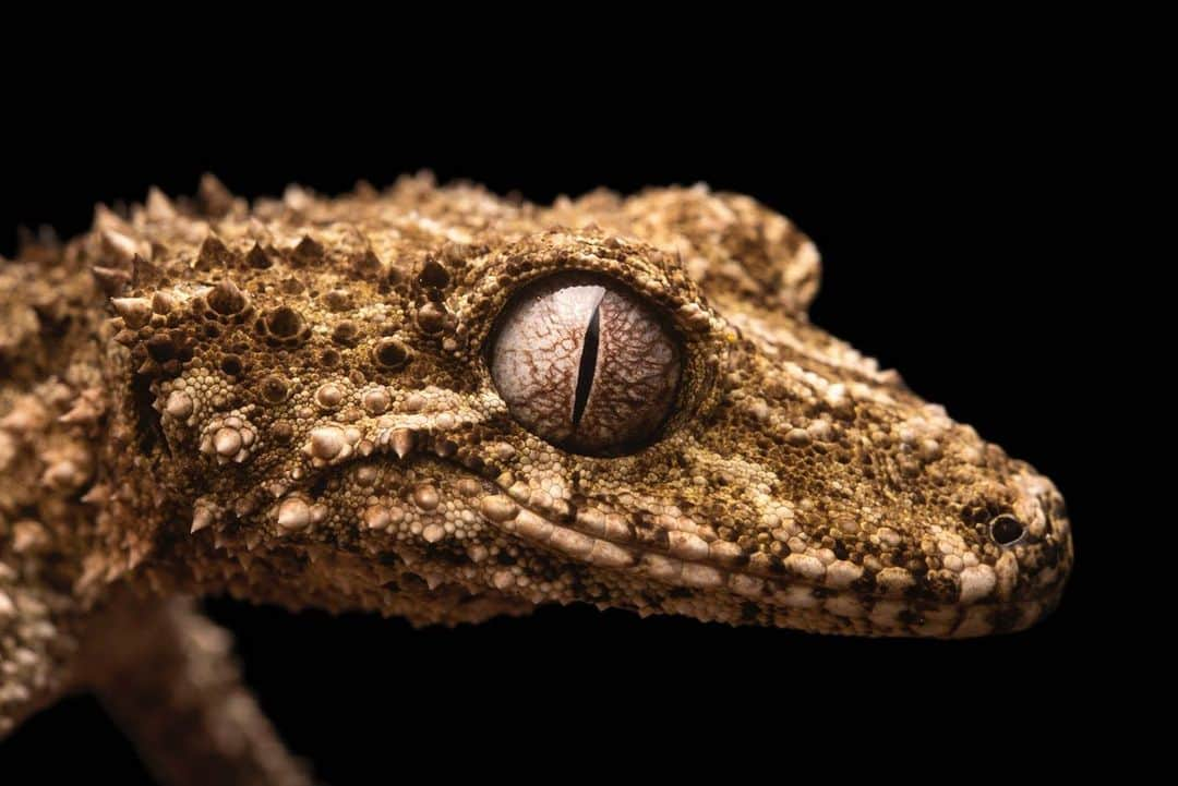 Joel Sartoreさんのインスタグラム写真 - (Joel SartoreInstagram)「Based on the intensity of this critter’s glare, it’s safe to say that the rough-throated leaf-tailed gecko would win just about any staring contest. Native to Australia, this species is fairly common and widespread in areas where its forest habitat is secure. Within the rainforest, these geckos will take shelter from potential predators in rock crevices and cavities in tree trunks. While this species is present in the pet trade, it's capture is not considered to be a major threat, as collecting this gecko from the wild is difficult due to its preference for inaccessible habitats. Photo taken at Lilydale High School in Australia. #gecko #roughthroated #leaftailed #spiky #smiling #notapet #PhotoArk #savetogether」8月25日 22時49分 - joelsartore