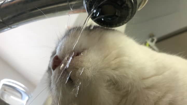 ホタテ＆クラム＆シラスのインスタグラム：「猫は水飲みが下手。観察しててもあまり飲めてなさそうに見えるので、試しにスローで撮影してみた。やはりほとんど飲めてない（笑） #cat #neko #ScottishFold #猫 #ねこ #スコティッシュフォールド #catstagram #instagram #instagramjapan #ig_japan #igersjp」