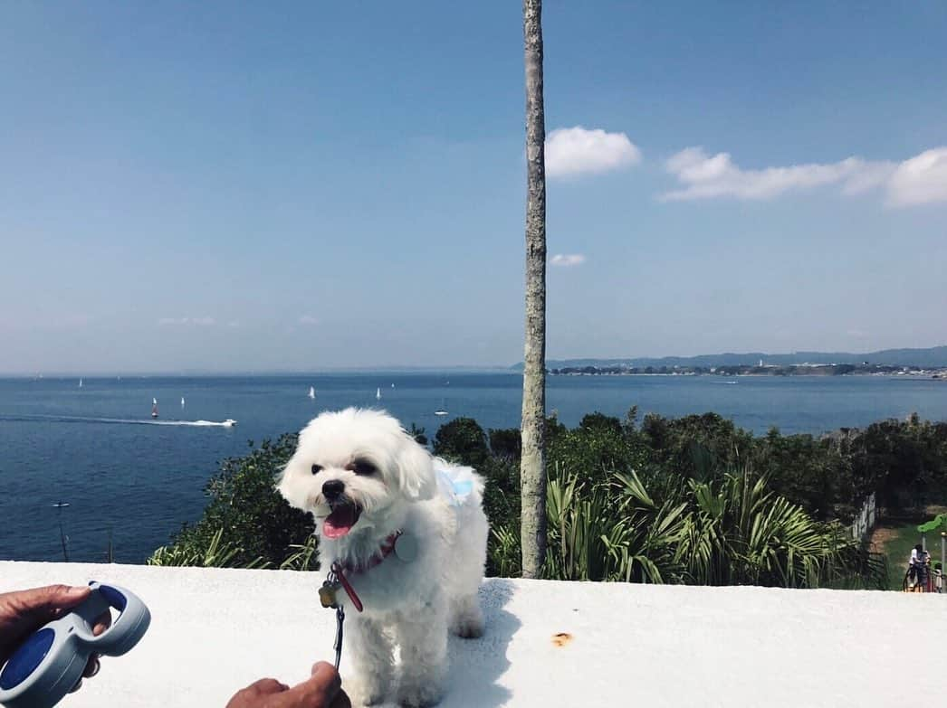 永田レイナさんのインスタグラム写真 - (永田レイナInstagram)「小白(こはく)2才になりました。 うちにきてくれてありがとう。 なかなか会えないけれど、いつも想ってるよ。 お誕生日おめでとう🎈 . #こはく #小白 #バースデー水族館に行ったそうです #目瞑り王子 #littlewhite #dog #maltese #birthday #boy」8月25日 23時18分 - reina_nagata