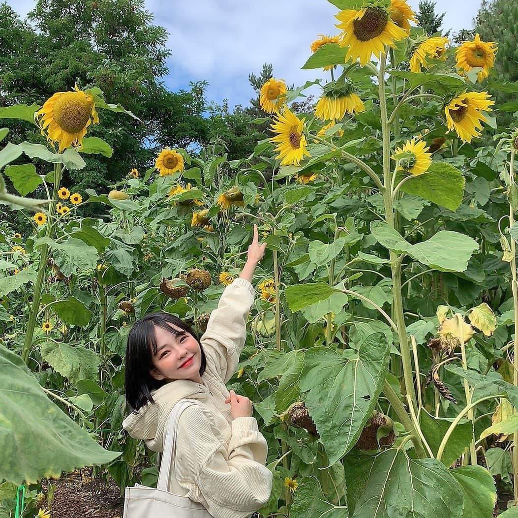 ヨンジュさんのインスタグラム写真 - (ヨンジュInstagram)「Sunflower🌻」8月25日 23時17分 - yeondukong