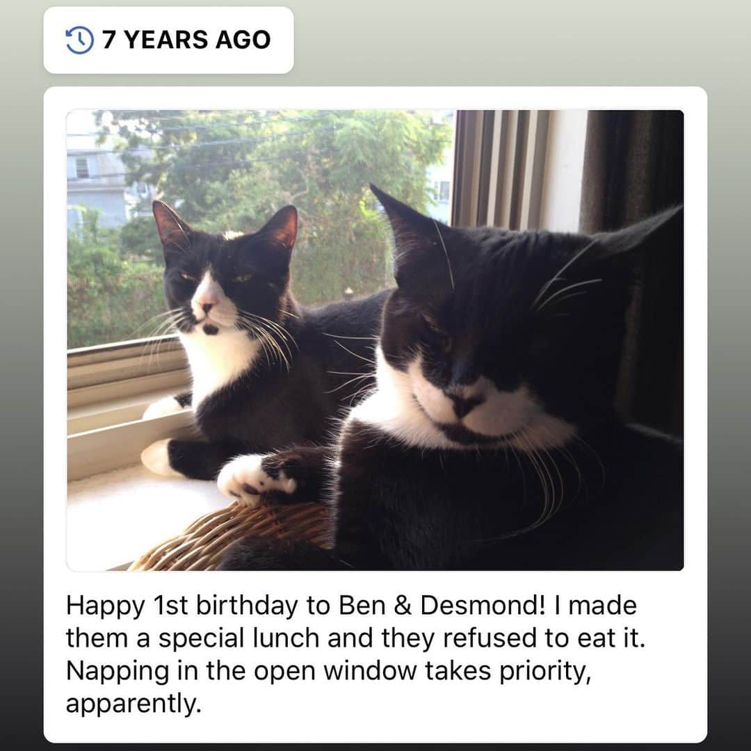 Tuxedo Cat Brosのインスタグラム：「Ben is 8 years old today! This photo popped up in my Facebook feed this morning. Today, we celebrate Ben, the magnificent, CHONKY BOY that he is, and remember his brother and littermate, sweet Desmond. ❤️💔 #happybirthday」