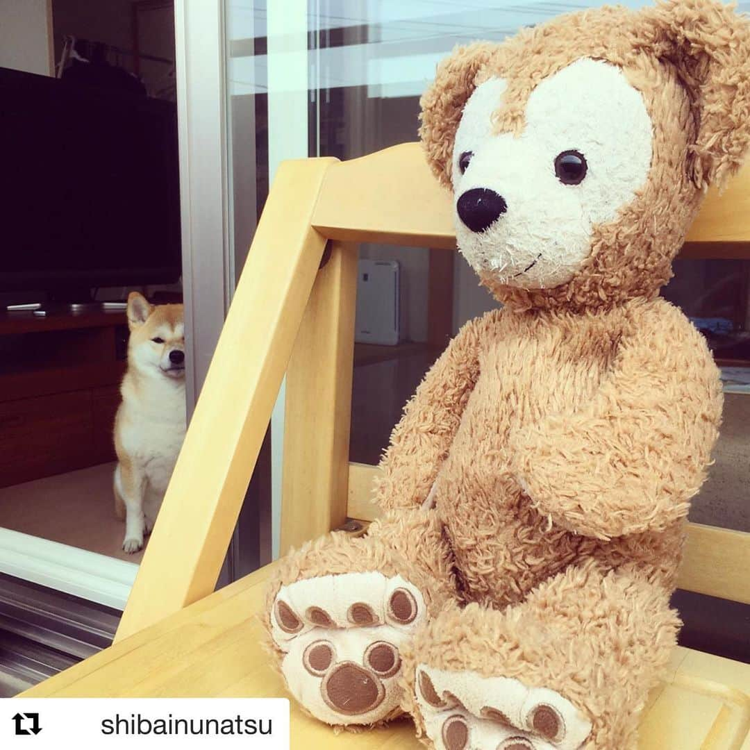 【公式】いぬのきもち・ねこのきもちさんのインスタグラム写真 - (【公式】いぬのきもち・ねこのきもちInstagram)「#Repost @shibainunatsu さんのナツちゃん。 . ぬいぐるみのダッフィーちゃんに唸る… . 不審者と間違えてる！？ . お家の見張り番、 ご苦労様です( ´ ▽ ` )ﾉ . ハッシュタグ #いぬのきもち #ねこのきもち に投稿いただいた可愛い写真をご紹介しています！ 「いぬのきもちWEB　MAGAZINE」、「ねこのきもちWEB MAGAZINE」でもご紹介させていただくことも！ ------------------- .  #いぬ #いぬすたぐらむ #いぬのいる暮らし #いぬのきもち #いぬ好き #犬 #犬好きさんと繋がりたい #犬のいる生活 #犬と暮らす #犬好き #dog #dogsofinstagram #dogstagram  #柴犬 #shiba #shibainu」8月26日 10時36分 - inunekome