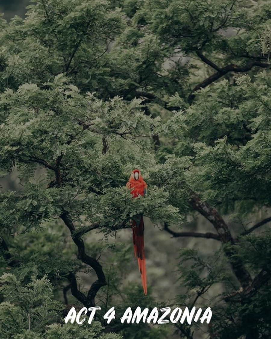 タリアナ・バルガスさんのインスタグラム写真 - (タリアナ・バルガスInstagram)「Te duele lo que pasa en la Amazona y no sabes que hacer ?  Buscando soluciones para apoyar al Amazonas @toyamontoya hizo esta plataforma www.act4amazonia.org junto a www.gaiaamazonas.org  para unir fuerzas, alzar nuestra voz y poner fin a su destrucción. Contamos con tu apoyo 🌎  @act4amazonia #actforamazonia “La selva Amazónica  no depende de nosotros, nosotros dependemos de ella”  Es hora de actuar! GRACIAS GRACIAS INFINITAS por tu ayuda! 💚💚💚💚」8月26日 1時58分 - talianav