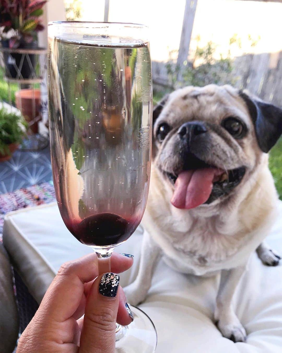 ロッコさんのインスタグラム写真 - (ロッコInstagram)「It was always a Sunday funday with Rocco 🥂❤️ . . . #pug #puglife #pugstagram #pugsofinstagram #dogsofinstagram #weeklyfluff #theweekoninstagram #austindogs #dogsofbark #thetomcoteshow #teampixel #atx #buzzfeedanimals #speakpug #colorstreet #sundayfunday #cocktails #brunch」8月26日 2時00分 - roccothepug