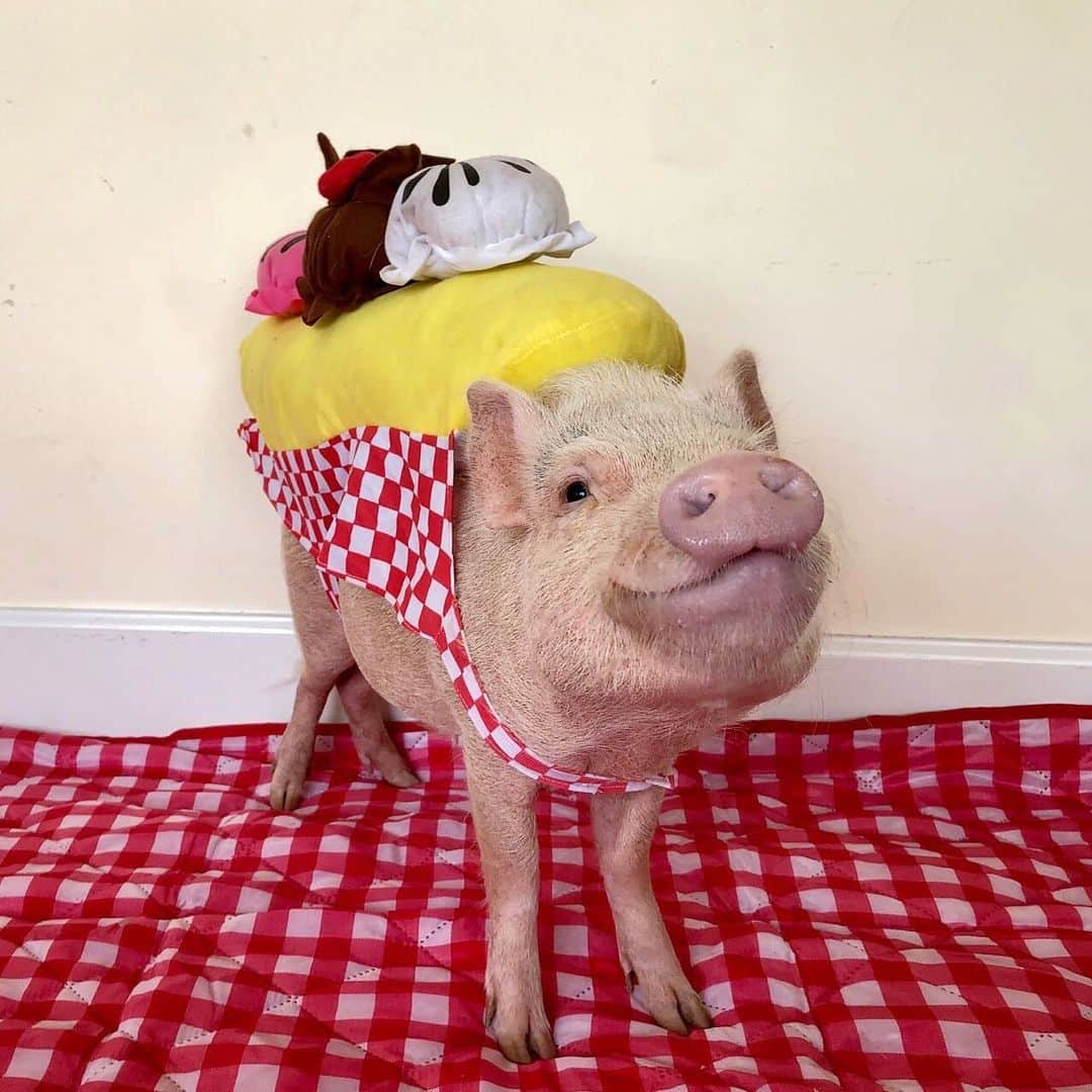 Priscilla and Poppletonさんのインスタグラム写真 - (Priscilla and PoppletonInstagram)「Happy #NationalBananaSplitDay from sweet Penn. We sure are bananas about him!🐷🍌 . Reminder...Today is the last day to get a shirt to support our fundraiser for our rescued piggy friends. Click the link in our bio or story to shop/donate. ThOINKs for your support!!🐷🍌🍨#bananasplit #PiggyPenn #PrissyandPop」8月26日 2時15分 - prissy_pig