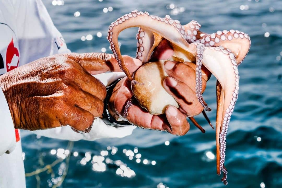 TIME Magazineさんのインスタグラム写真 - (TIME MagazineInstagram)「People are eating more #octopus than ever: annual global production has more than doubled since 1980, from roughly 180,000 tons to about 370,000 tons. But overfishing has already caused the collapse of multiple wild-octopus fisheries around the world, and current populations likely face similar threats. Carlos Rosas, a biologist who aims to revolutionize how those gelatinous blobs wind up on dinner tables, believes inland aquaculture—raising the #animals from birth to adulthood in captivity—could be one way to meet increased demand without devastating the wild population, reports Tik Root. The approach has been tried with a variety of other marine animals, such as shrimp, salmon and tilapia, but octopuses have remained a stubbornly vexing puzzle. However, as the stability of wild populations has become more uncertain and the economic stakes have risen, teams in Spain, Japan and elsewhere around the world have also made significant progress on the surprisingly complex science behind octopus rearing. Critics find the prospect of cultivating such sentient animals for food barbaric. They point out that research shows the animals are highly intelligent, exhibiting complex behaviors incompatible with the enclosed environments of aquaculture. Rosas argues that it may actually be the best way to protect the species over the long term. And, hovering between a prototype and commercial scale, he’s at the forefront of the increasingly intense quest to build the world’s first octopus farm. Read more at the link in bio. Photograph by @jakenaughton for TIME」8月26日 2時16分 - time