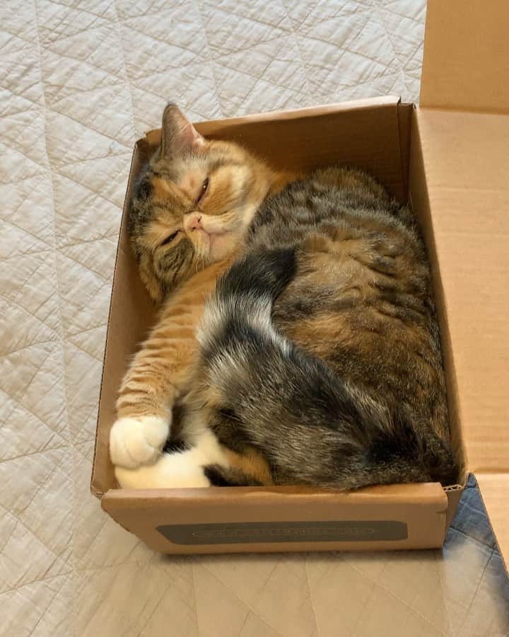 Tinaのインスタグラム：「Cozy Sunday 📦」
