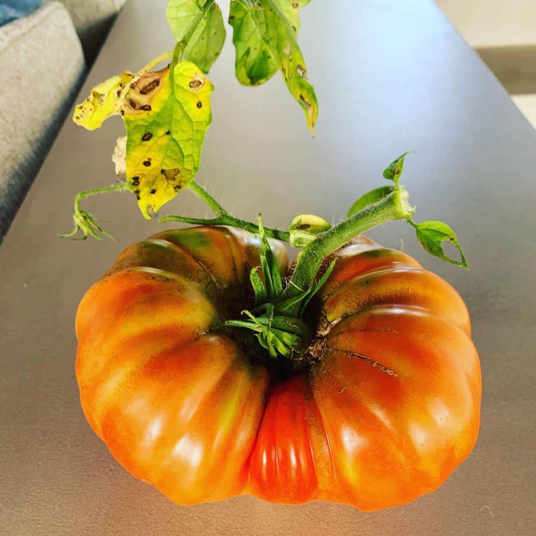 ブリジット・モイナハンさんのインスタグラム写真 - (ブリジット・モイナハンInstagram)「A thing of beauty #blt #lateplanting #tomato  #summertime #garden」8月26日 2時51分 - bridgetmoynahan