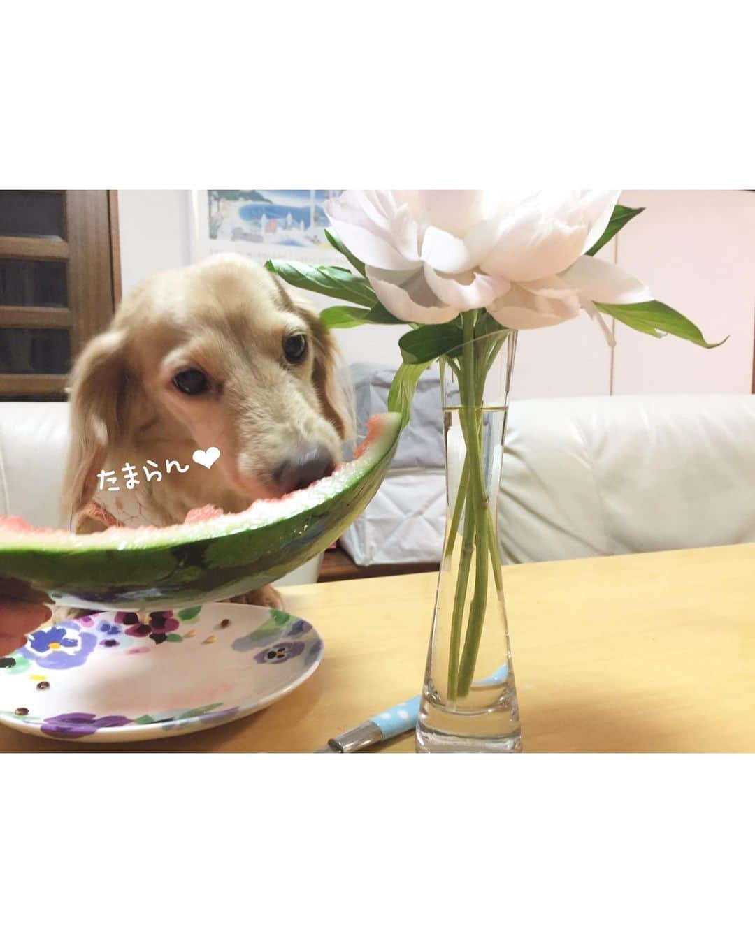 チズさんのインスタグラム写真 - (チズInstagram)「マロ🐶も私💁‍♀️も すいか🍉大好き💕 #食いしん坊 😍  #Mダックス#ダックス#ミニチュアダックス #親父犬#シニア犬#ミニチュアダックスフンド #ミニチュアダックスクリーム#短足部 #短足犬#カニンヘンダックス #ダックス13歳#カニンヘンダックスフンド#犬は家族#犬のいる生活#インスタでわんこみるのが日課 ♡♡」8月26日 4時17分 - sqi.chizu