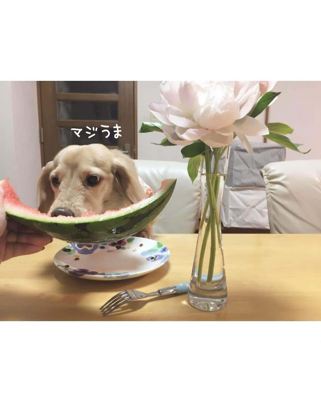 のインスタグラム：「マロ🐶も私💁‍♀️も すいか🍉大好き💕 #食いしん坊 😍  #Mダックス#ダックス#ミニチュアダックス #親父犬#シニア犬#ミニチュアダックスフンド #ミニチュアダックスクリーム#短足部 #短足犬#カニンヘンダックス #ダックス13歳#カニンヘンダックスフンド#犬は家族#犬のいる生活#インスタでわんこみるのが日課 ♡♡」