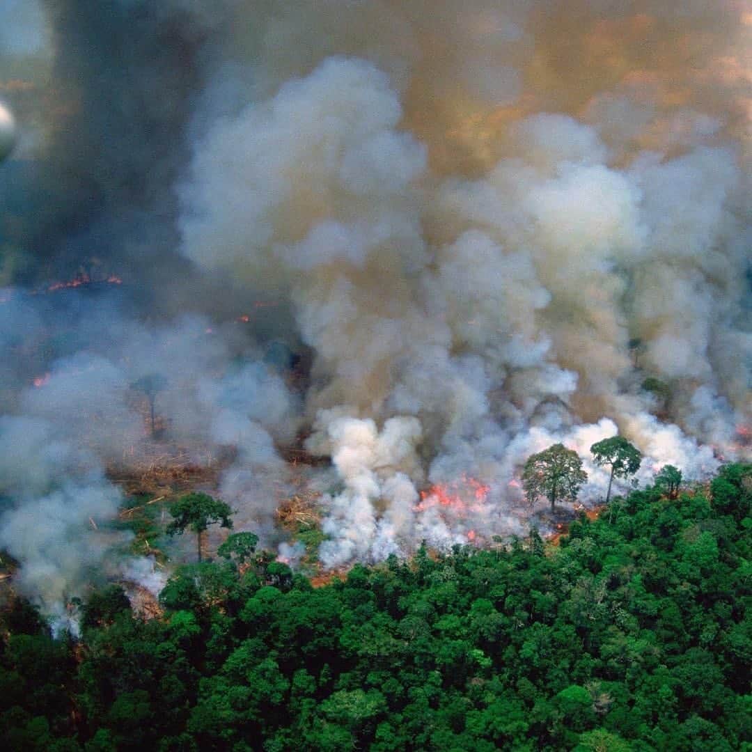 Sambazonさんのインスタグラム写真 - (SambazonInstagram)「日本でもまだ大きなニュースには、なっておりませんが、地球の裏側のブラジルのアマゾンは大規模な火災で大変な事になっております。  多くの人々から、#AmazonRainforest での恐ろしい火災の対処方法を尋ねられました。  サンバゾンでは、地球の肺である貴重なブラジルの熱帯雨林が燃え尽きるという懸念を共有しています。 〰️ @businessinsider によれば、今年のアマゾンの熱帯雨林ではほぼ73,000件の火災が記録されており、2018年の合計約40,000件の火災のほぼ2倍です。過去最高です。 〰️火災は、自然と人によるものと年間サイクルがあり、気候危機、天候パターン、農業転換のための森林伐採、経済的および政治的理由により激化しています。 〰️残念ながら、世界的な火災の数とそれに対応する破壊されたエーカーの数は毎年増加しています。 〰さらに、違法伐採による生息地の喪失は、これらの火災の強度と期間を悪化させます。 〰️これらの火災は人により発生します-農家が火を使って土地を一掃するのは今年の時期です-しかし、暑く乾燥した状態は、火災が広がっていることを意味します... 📣次のことができます： アマゾンの熱帯雨林を保護するために @rainforesttrustに寄付してください！ @amazonwatch で熱帯雨林の先住民を支援し、@wwf を介してアマゾンに生息する種を保護し、伐採するよりも価値のある立派な企業から製品を購入して、 #votewithyourdollars を続けてください。  #ブラジル #アマゾン #アマゾン熱帯雨林 #アマゾン熱帯雨林火災 #火災 #地球 #アマゾン火災」8月26日 10時46分 - sambazon_jp