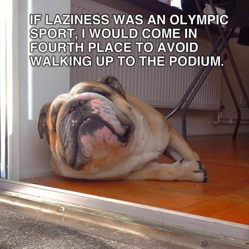 Bodhi & Butters & Bubbahのインスタグラム：「#4 for the win 🏆 . . . . #funny #bulldog #sundayfunday #dogsofinstagram #smile」