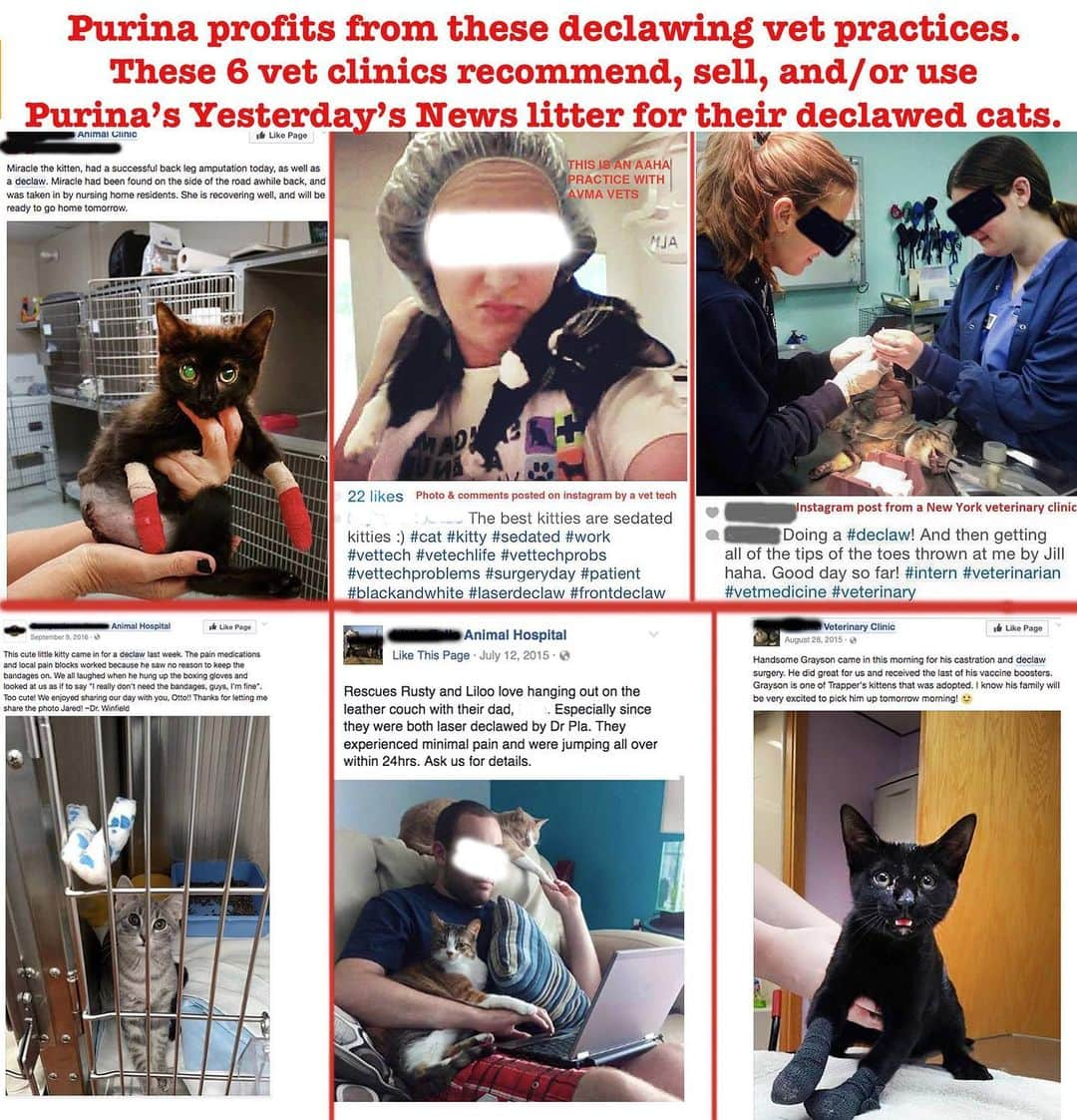 City the Kittyさんのインスタグラム写真 - (City the KittyInstagram)「It's truly shocking, in this day and age, that a company like @purina would give us a response like this one about declawing.🙀😾😾😾 We have tried to educate them for YEARS about declawing and have tried to inspire them to be part of the solution to help end this mutilating and inhumane amputation procedure. Purina makes millions of dollars each year from declawing because most declawing vets use, recommend, and sell Purina's Yesterdays News Litter for the cats that they just chopped, burned, or sliced off their toe bones and claws.👎🏻😾 DECLAWING IS NOT A HEALTH DECISION!  DECLAWING VETERINARIANS CANNOT BE TRUSTED IF THEY ARE MUTILATING AND HARMING CATS LIKE THIS. . Please ask Purina to wake up and start truly caring about the welfare of cats!  We have ideas in our petition on how PURINA can help protect cats from this animal cruelty that they are profiting from.  Please take 60 seconds and sign our petition that’s on the link on our Instagram bio and respectfully ask @purina @purinacatchow @friskies @proplancat why they are neutral about this cruelty that they are profiting from.  #PURINA #yesterdaysnews #STOPDeclawing #pawsneedclaws #purinacatchow #dosomething #bethechange」8月26日 5時28分 - citythekitty