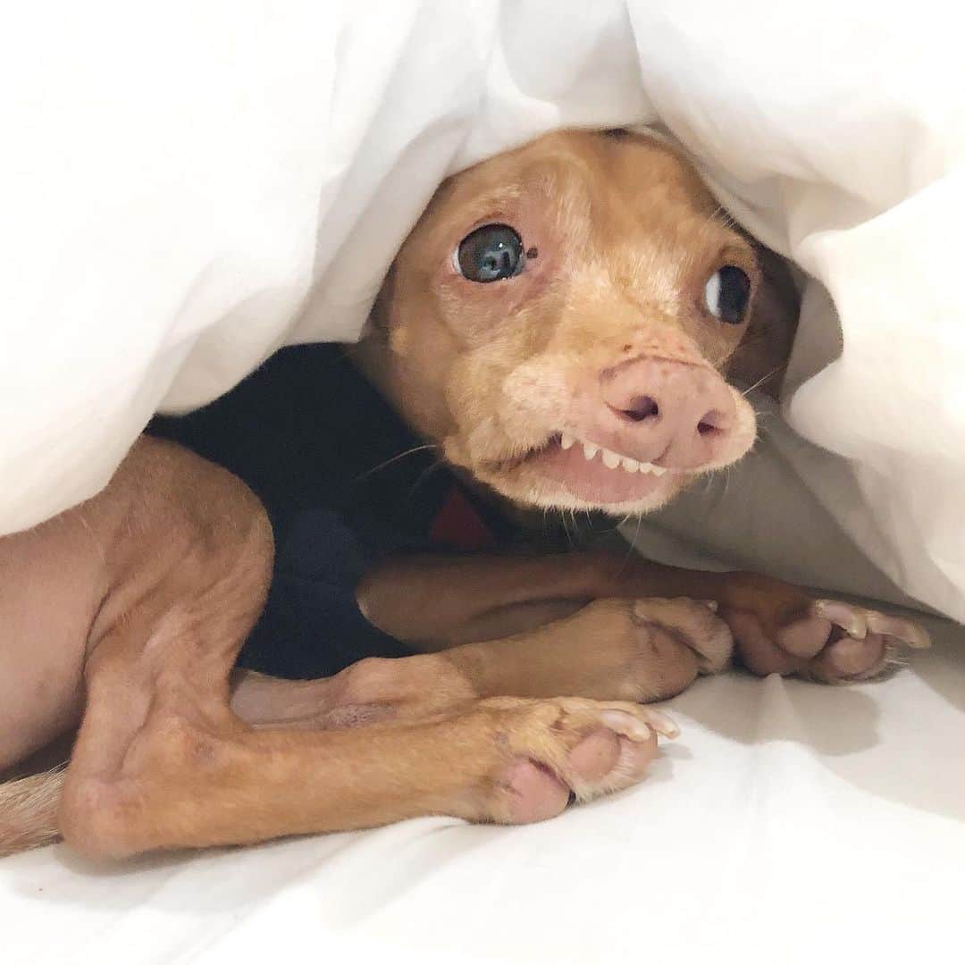 Tuna {breed:chiweenie} さんのインスタグラム写真 - (Tuna {breed:chiweenie} Instagram)「Ever wonder what hiding from a noisy and relentless 1-year-old looks like? Well folks, this is it. 👆 Check out his stories to see how he got here.」8月26日 6時09分 - tunameltsmyheart