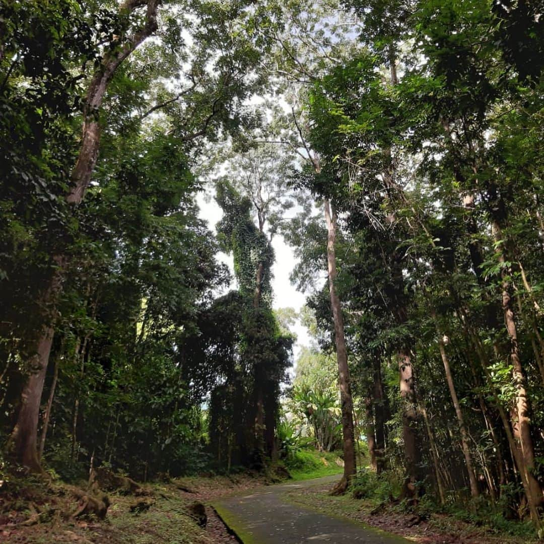 シグリッド・アグレンさんのインスタグラム写真 - (シグリッド・アグレンInstagram)「Gotta finish the week right to start it right ✨🙏🏻🌿🍃💚#martinique #forest #nature」8月26日 6時18分 - sigridagren