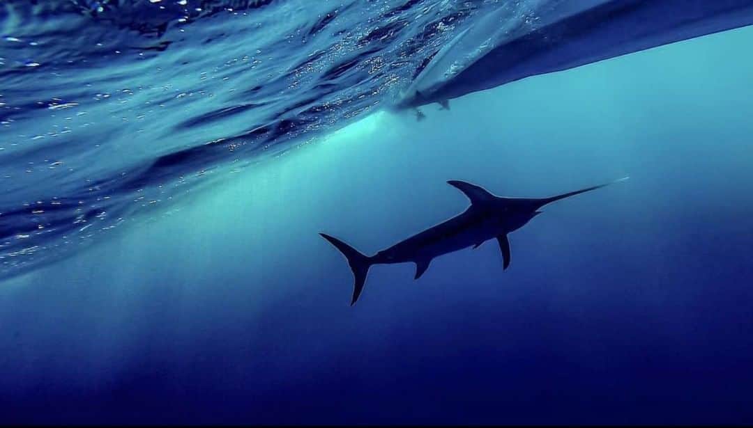 Costa Sunglassesのインスタグラム：「Sentinel of the deep. 📷: @east_coast_charters #SeeWhatsOutThere」