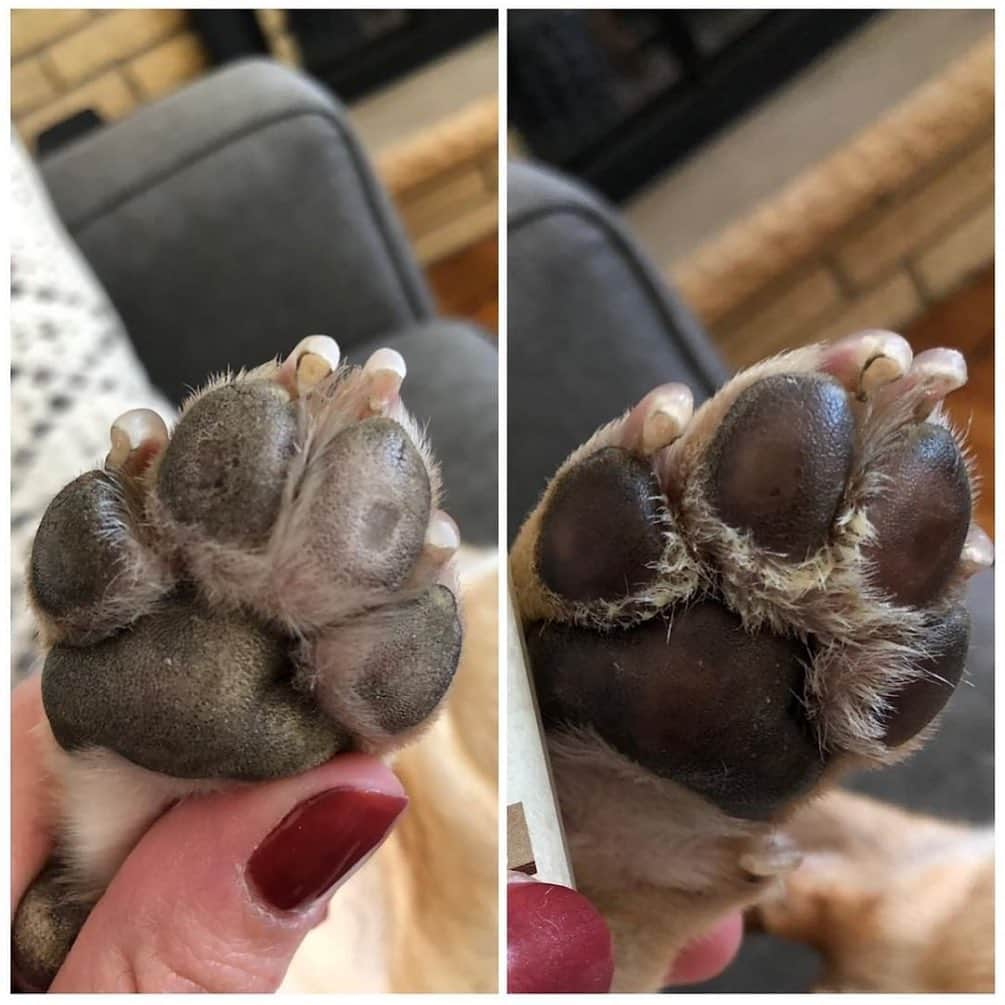 Regeneratti&Oliveira Kennelさんのインスタグラム写真 - (Regeneratti&Oliveira KennelInstagram)「Y’all have a homework assignment tonight. Check your pup’s paw pads! Are they cracking? Very Rough? Do they look like they have spikes rather than a smooth surface? If YES, then it’s time for your pup to experience the organic healing magic of #PawSoother! 100% natural, safe to ingest, and satisfaction guaranteed. . ⭐ Save 20% off @naturaldogcompany with code JMARCOZ at NaturalDog.com | worldwide shipping | ad 📷: @murrow_the_frenchie . . . . . . #puppy #puppylove #puppygram #puppyoftheday #puppylife #frenchbulldog #puppypalace #puppys #puppyface #puppies #puppiesofinstagram #frenchie #frenchiesofinstagram #frenchies #frenchielove #frenchieoftheday #frenchiegram #frenchielife #frenchiepuppy #frenchiesociety #frenchiesofig #frenchiestagram #frenchiebulldog #frenchielovers  #frenchbulldogofinstagram  #bullylove」8月26日 6時46分 - jmarcoz