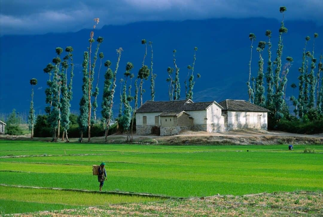 Michael Yamashitaさんのインスタグラム写真 - (Michael YamashitaInstagram)「A traditional Bai house overlooks the quiet landscape of rice fields in Xizhou, Yunnan, China.  #DaliChina #Xizhou #Yunnan #ricepaddies」8月26日 7時00分 - yamashitaphoto