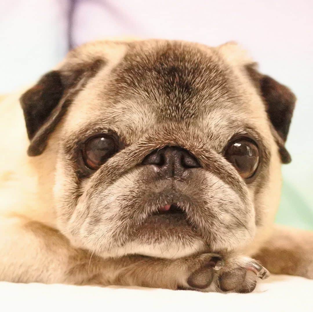 八兵衛のインスタグラム：「GM🐶 * * おは月曜日〜。 * * #ほぼ黒パグ #おじいちゃん犬 #パグ #pug #puggy #puglife #puglove #petstagram #pugstagram #pugsofinstagram #pugs #dog #ふわもこ部  @igersjp #IGersJP #east_dog_japan #pecoイヌ部 #八兵衛 #はちべえ #朝ワンコ夕ニャンコ」