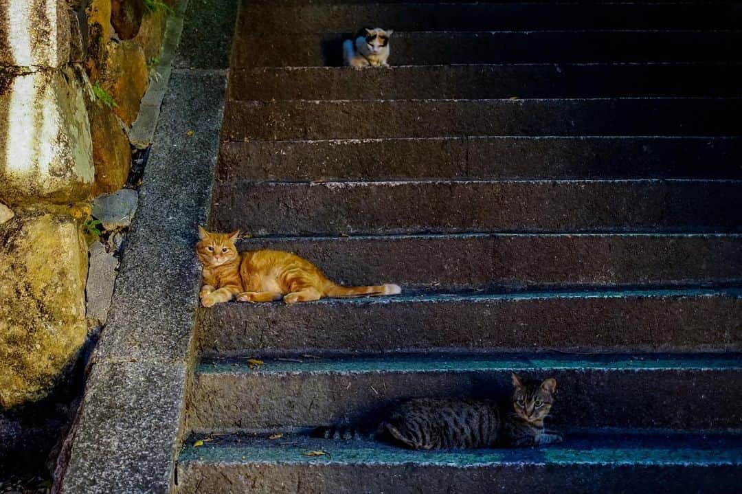 のインスタグラム：「. Sleep Cat . . にゃんこ お休みのところごめんなさい。 上にいる三毛猫は日光東照宮の左甚五郎の眠り猫ポーズに似てる🐈？ . . A cat necessary for the special is Nikko Tosho-gu.  Jingoro Hidari's sleep cat pose?.」