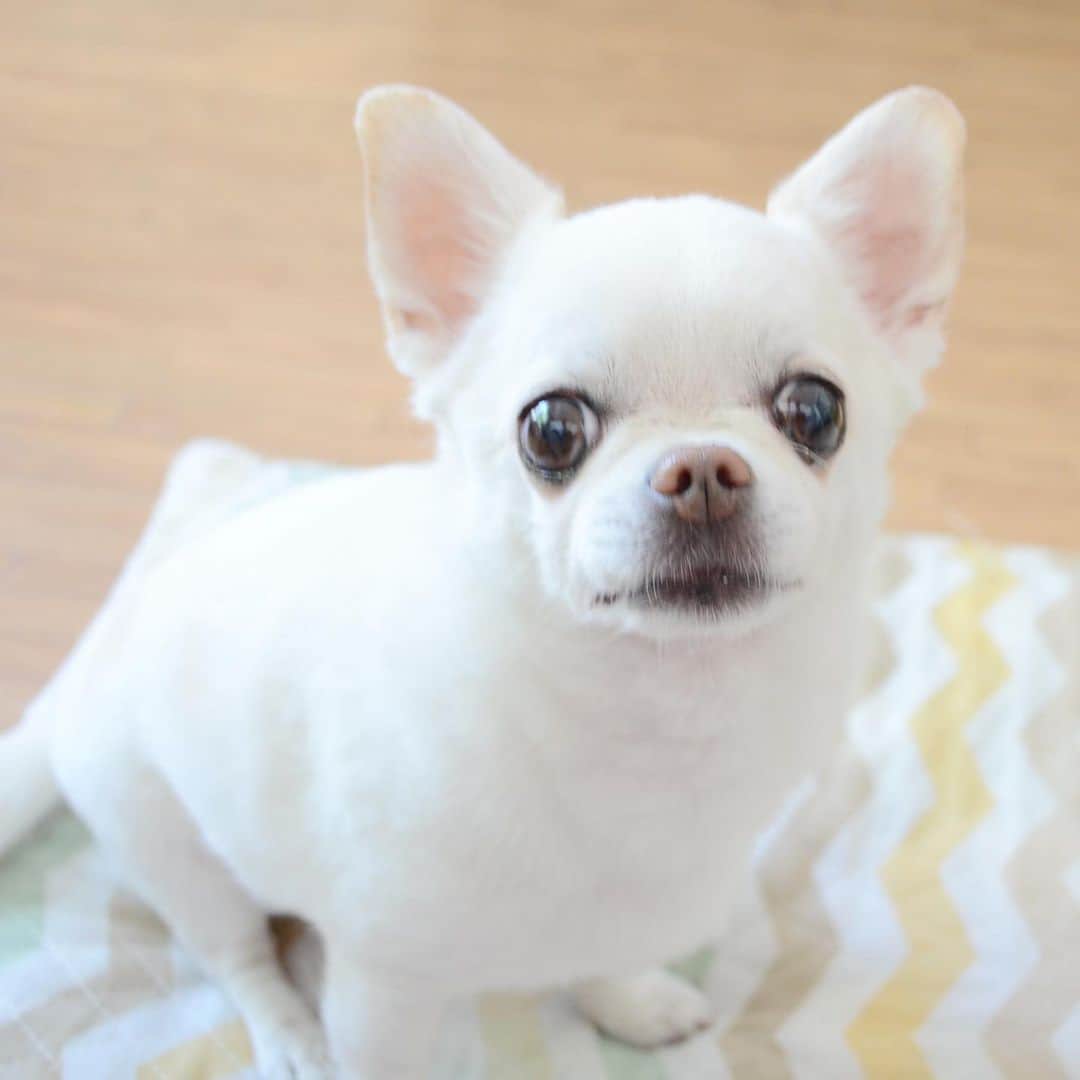 KORIKIのインスタグラム：「おはようございます♪ * #うったえる目 #dogofsapporo #dog, #dogs, #dogstagram,#chihuahua,#犬バカ部,#チワワ,#koriki, #hanadog #白スムチ連合会, #スムチー,  #dogofthedayjp, #dogoftheday  #ilovemydog #instadog #instapet #WhiteChihuahua  #吉娃娃 #치와와  #dogsofinstagram #Chihuahualover  #ชิวาวา #チワワの輪 #barkbox #WhiteChihuahuaParty #もふもふモフモフ」