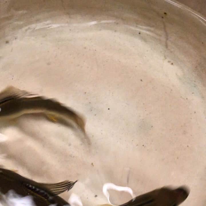 井上公造のグルメインスタ