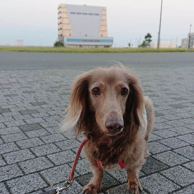 くるみんさんのインスタグラム写真 - (くるみんInstagram)「* 朝晩涼しくなったね 昨日は18時頃から海近の公園散歩で気持ち良かった～✨ * ②劇場版おっさんずラブ、観てきた💓💓 春牧サイコー💓💓 今日は帰れま10におっさんずラブ軍出るから夜を楽しみに過ごしますっ  #ミニチュアダックスフンド #ミニチュアダックスフント #ミニチュアダックス #イザベラタン #イザベラ #ダックス多頭飼い #ダックスフント #ダックスフンド #ダックス #わんこなしでは生きていけません会 #ワンコなしでは生きて行けません会 #いぬばか部 #短足部 #いぬすたぐらむ #all_dog_japan #east_dog_japan #dachshundgram #dachshund #dogstagram #inustagram #instagramdog #instadachs #kyounodachs #todayswanko #7pets_1day #おっさんずラブ #劇場版おっさんずラブ #OL民 #田中圭 #林遣都」8月26日 8時11分 - michirumugiazu