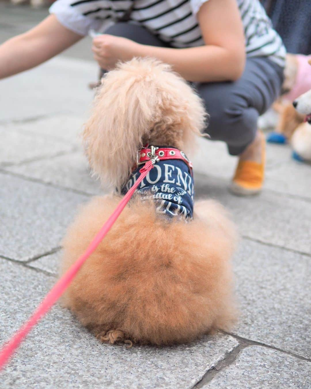 Toypoodle Mikuru?Asakusa Tokyoさんのインスタグラム写真 - (Toypoodle Mikuru?Asakusa TokyoInstagram)「20190826 Monday. Good morning! Friends 💓 . 涼しい朝です♥️ 月曜日かよ❗️クソッタレ😤 . ❶-❽ 魔性の桃尻ちゃん . 今朝はケツしか撮れなかった🍑 マニア向けの投稿となります😘 . 今週も、よろしくねー😆😆😆 . #極嬢桃尻 #ブラッシング に集中してたら遅刻した #浅草寺」8月26日 8時05分 - purapura299