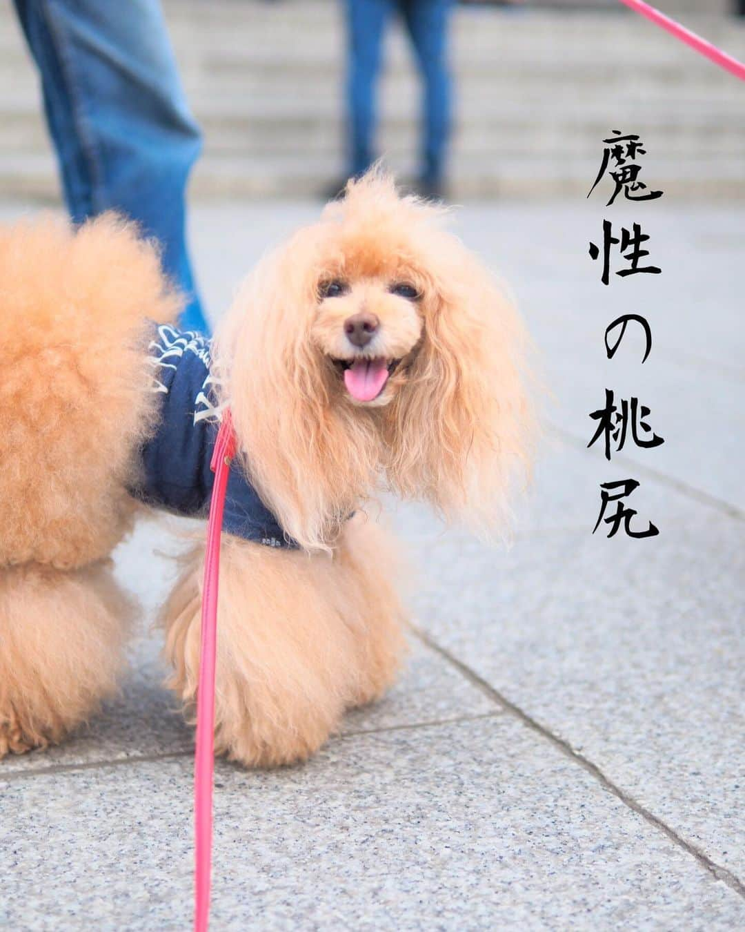 Toypoodle Mikuru?Asakusa Tokyoのインスタグラム