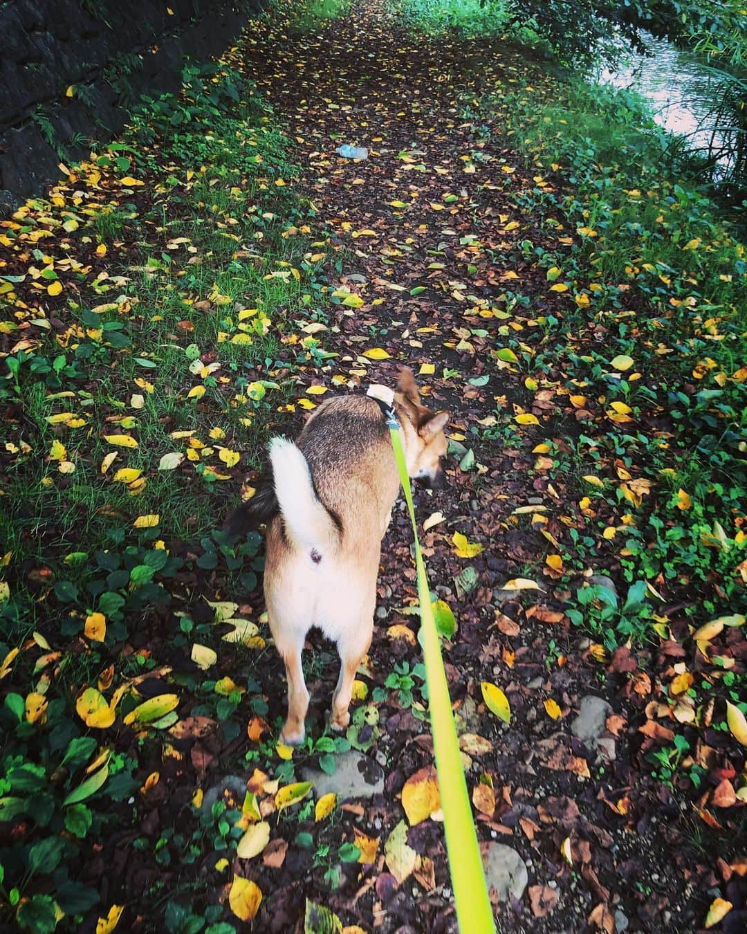 佐々木海さんのインスタグラム写真 - (佐々木海Instagram)「道の色が変わってきた🍂 #犬 #イヌ #イヌスタグラム #いぬすたぐらむ #犬バカ部 #いぬばか部 #ふわもこ部 #いぬら部 #犬のいる暮らし #保護犬 #元野犬 #雑種 #雑種犬 #ビビり犬 #里親 #保護犬を家族に #保護犬を飼おう #殺処分ゼロ #dog #dogs #dogstagram #doglove #doglover #doglovers #doglife #dogslife #rescuedog #rescueddog」8月26日 8時10分 - umi_carnelian