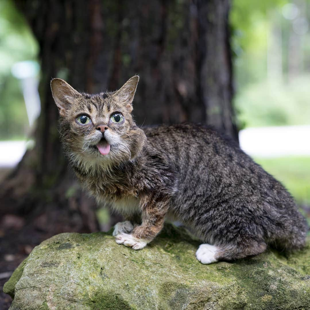 Lil BUBさんのインスタグラム写真 - (Lil BUBInstagram)「BUBird Watching」8月26日 8時20分 - iamlilbub