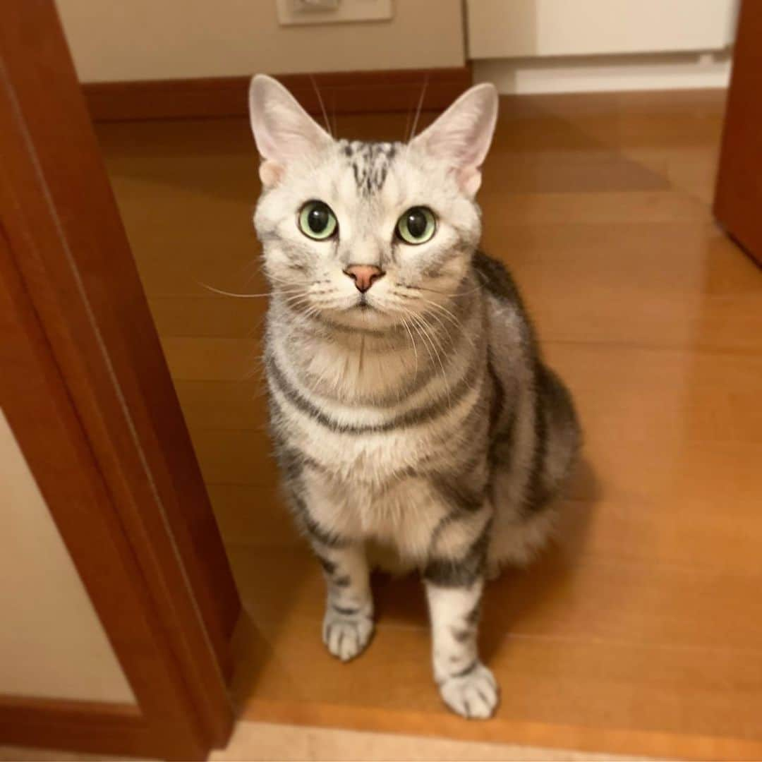 Alain アランさんのインスタグラム写真 - (Alain アランInstagram)「Good morning! Bonjour! Mom, I was waiting for you. * おはようございますにゃん！ ママの出待ちしてたアラン。 * #catstagram #cat_features  #topcatphoto #cutepetclub #catsofinstagram #ig_catclub #cats_of_world #meowsandwoofs #meowvswoof#nc_cuties #excellent_cats #catstocker  #bestmeow #magnificenteowdels#bestcats_oftheworld#INSTACAT_MEOWS #peco #animalsco#mofmo#igersjp#みんねこ#ふわもこ部#アメショー#ビューティープロコンテスト @beautypro_contest #lovelycatonline#ずっと一緒にいようにゃん」8月26日 8時15分 - alain_cat