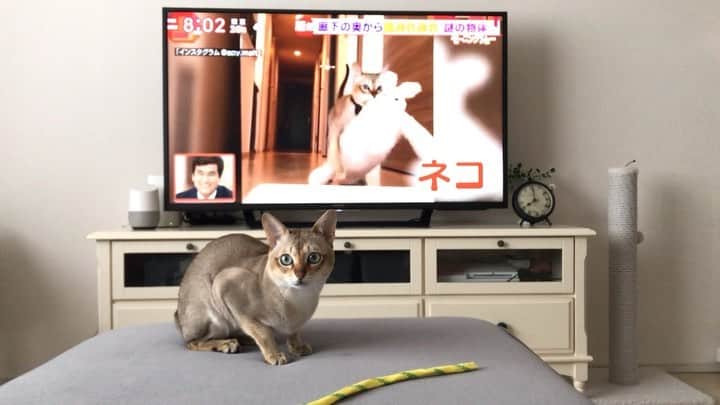 モルト♡Malt(Singapuracat)のインスタグラム：「テレビ朝日 羽鳥慎一モーニングショー📺 またまたホラーモルト😹👻 * 良純さんいい人〜😭💕」