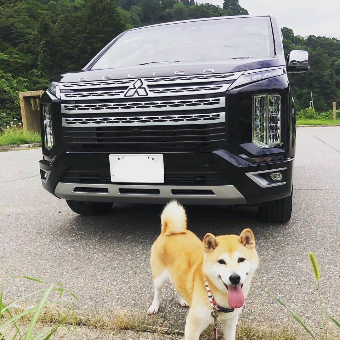 柴犬小春のインスタグラム