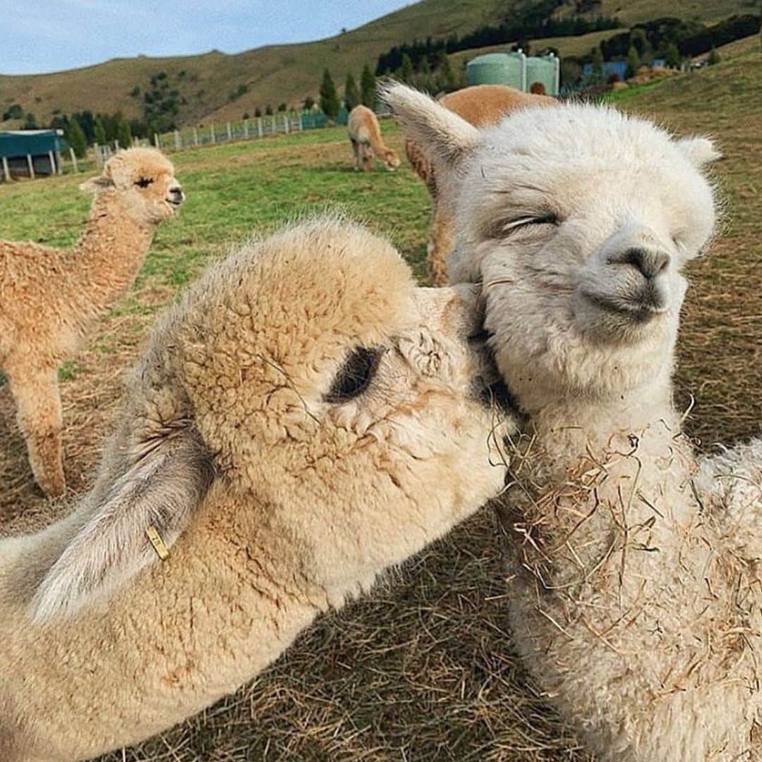 WildLifeのインスタグラム：「Alpacas Love 🤗 How cute are them ? New Zealand. | Photo by @shamarra_alpacas」