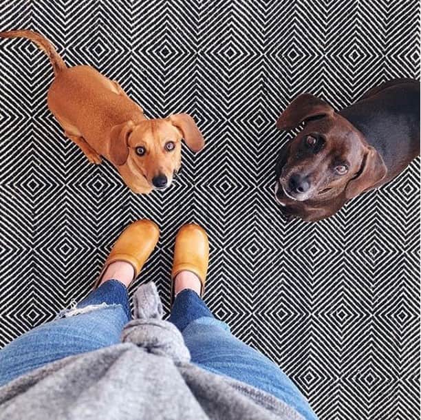 ダンスコのインスタグラム：「Have we been good pups today? Thanks to @cortneebrown for the adorable pic!」