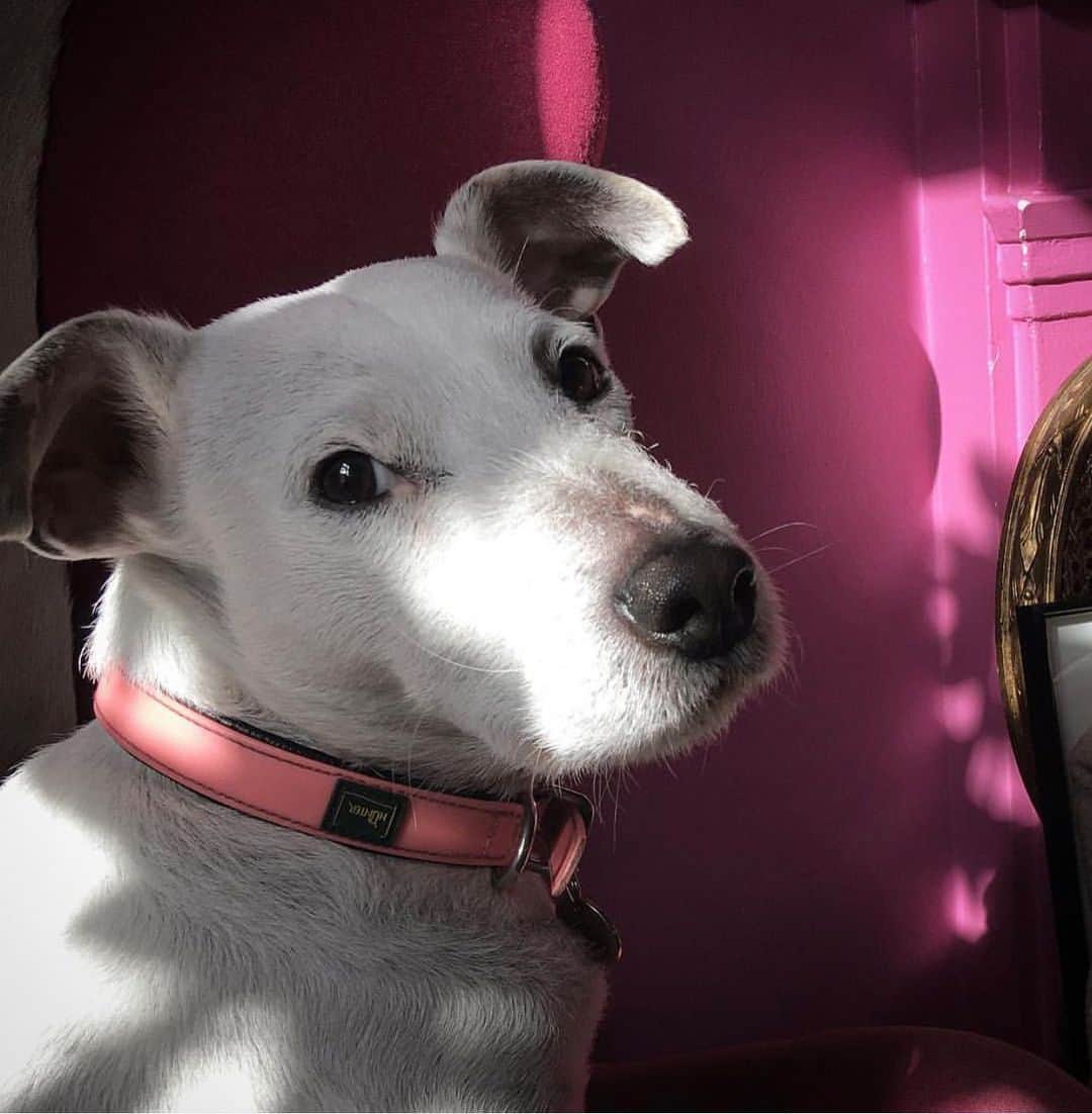 のインスタグラム：「Happy International Dog Day.  TJ ❤️」