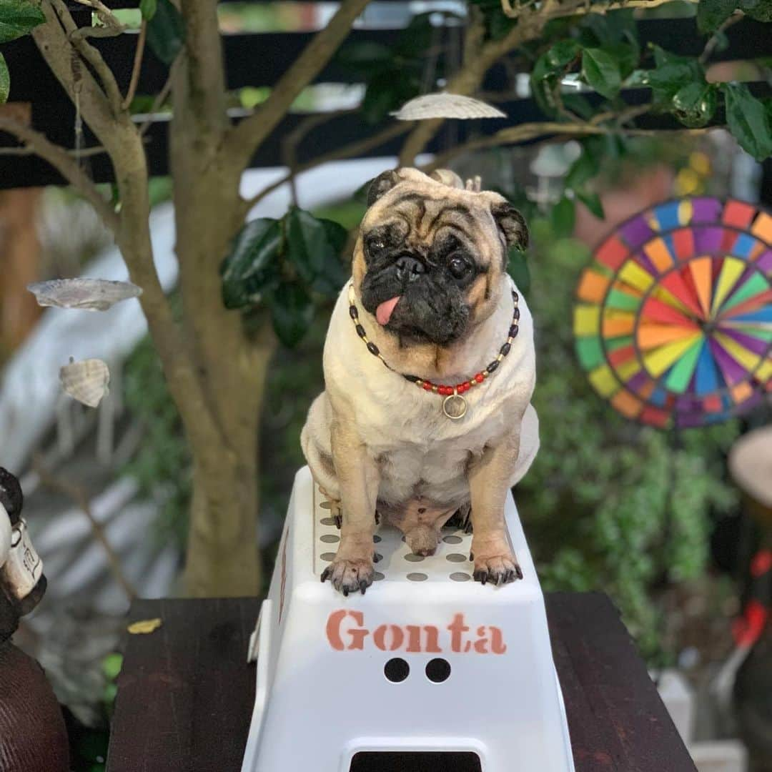 gontaさんのインスタグラム写真 - (gontaInstagram)「I don't forget to ride a skateboard😊#keelyafternoontea #Gonta2#speakpug #smilingpugs #pugjapan #pug #love #pugsofinstagram #zerozeropug #pugshit #worldofpug #skateboardpug」8月26日 18時31分 - gehhah