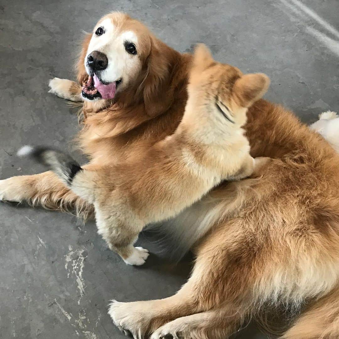 Hoykong&Plamuekのインスタグラム：「Happy National Dog Day」