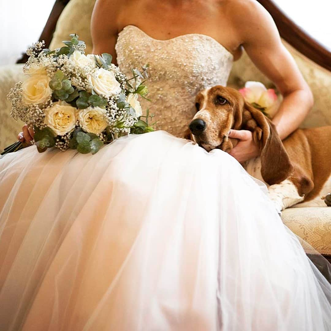 ケイトリン・サージェント・ジョーンズさんのインスタグラム写真 - (ケイトリン・サージェント・ジョーンズInstagram)「Throwing back to when this stunner was my flower girl for #internationaldogday 🐶💐👰 ⏩⏩Bonus photo of flower girl Bonnie looking how I feel right now  #myspiritanimal #melteddog #bonniedog #bassethound #somuchlove #floppydoggy #dogsarethebest #fourleggedfriend #unconditionallove #puppylove」8月26日 19時07分 - caitlin.sargentjones