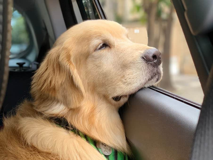 Bobさんのインスタグラム写真 - (BobInstagram)「Fim de semana de agito com aumigos, encontro no @petbamboo, lambeijos nos seguidores ❤️ e almoço Petfriendly no @luzcameraburger  #fds #fimdesemanatop #petbamboo #sigaessapegadaverde #dogs #dogsofinstagram #pets #petsofinstagram #goldenretrievers #petfriendly #petfriendlysp #saopaulo #paulista #avenidapaulista #vejasp #restaurantepetfriendly #burger #luzcameraburger」8月26日 19時15分 - bob_marley_goldenretriever