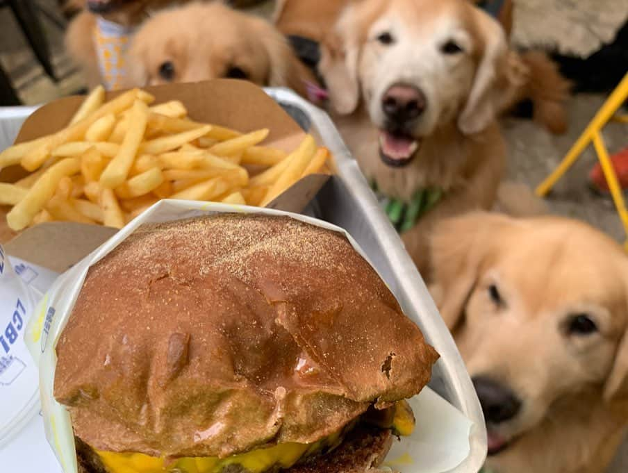 Bobさんのインスタグラム写真 - (BobInstagram)「Fim de semana de agito com aumigos, encontro no @petbamboo, lambeijos nos seguidores ❤️ e almoço Petfriendly no @luzcameraburger  #fds #fimdesemanatop #petbamboo #sigaessapegadaverde #dogs #dogsofinstagram #pets #petsofinstagram #goldenretrievers #petfriendly #petfriendlysp #saopaulo #paulista #avenidapaulista #vejasp #restaurantepetfriendly #burger #luzcameraburger」8月26日 19時15分 - bob_marley_goldenretriever