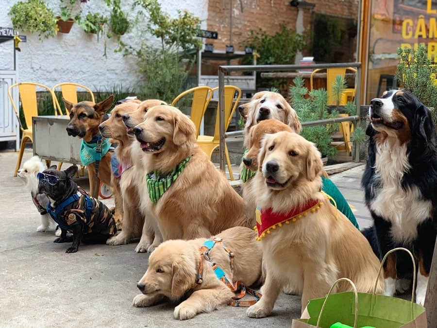 Bobさんのインスタグラム写真 - (BobInstagram)「Fim de semana de agito com aumigos, encontro no @petbamboo, lambeijos nos seguidores ❤️ e almoço Petfriendly no @luzcameraburger  #fds #fimdesemanatop #petbamboo #sigaessapegadaverde #dogs #dogsofinstagram #pets #petsofinstagram #goldenretrievers #petfriendly #petfriendlysp #saopaulo #paulista #avenidapaulista #vejasp #restaurantepetfriendly #burger #luzcameraburger」8月26日 19時15分 - bob_marley_goldenretriever