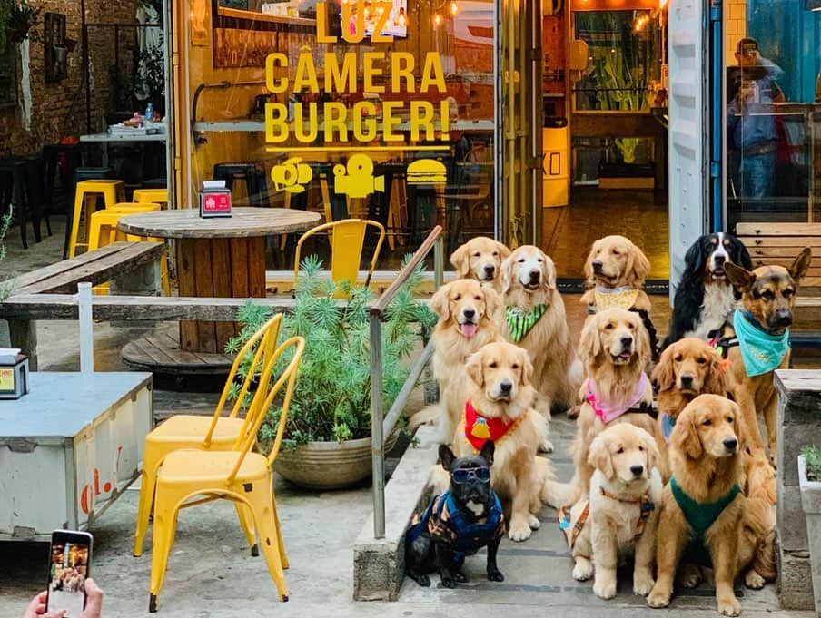 Bobさんのインスタグラム写真 - (BobInstagram)「Fim de semana de agito com aumigos, encontro no @petbamboo, lambeijos nos seguidores ❤️ e almoço Petfriendly no @luzcameraburger  #fds #fimdesemanatop #petbamboo #sigaessapegadaverde #dogs #dogsofinstagram #pets #petsofinstagram #goldenretrievers #petfriendly #petfriendlysp #saopaulo #paulista #avenidapaulista #vejasp #restaurantepetfriendly #burger #luzcameraburger」8月26日 19時15分 - bob_marley_goldenretriever